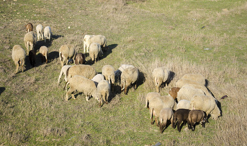 羊群在山坡上吃草图片
