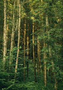 有松树的针叶常绿木材图片