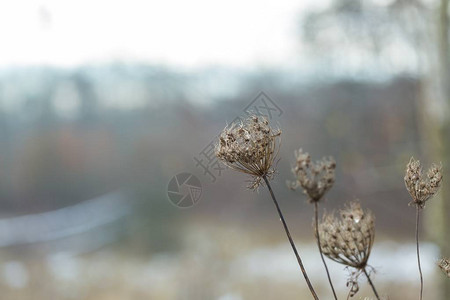 冬季拍摄的干燥植物自然抽象背景与图片