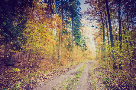 秋天森林风景与古老的情绪过滤器以古老的图片