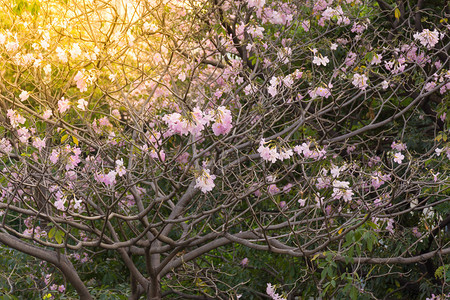 花朵小号角树花园中自然美丽的花朵软橙色太阳图片