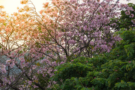 花朵小号角树花园中自然美丽的花朵软橙色太阳图片