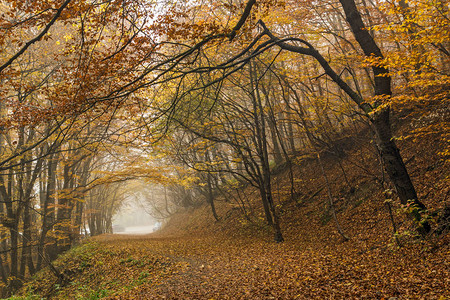 保加利亚索非亚城区维托沙山黄树林中的图片