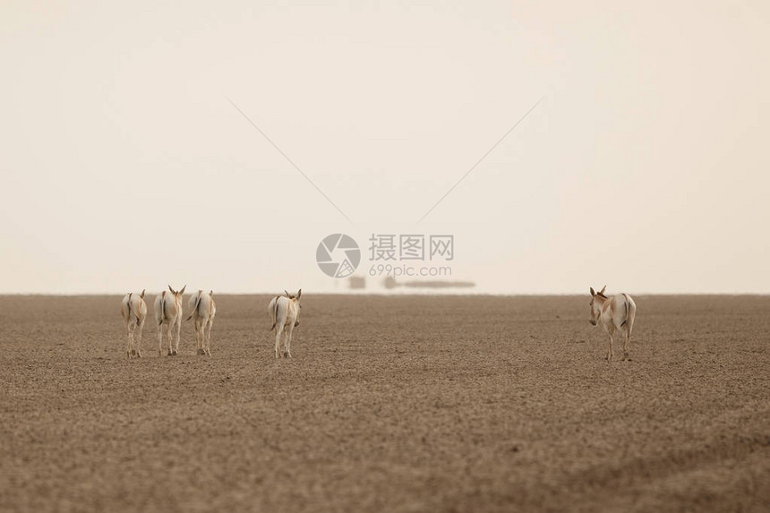 沙漠中的野驴图片