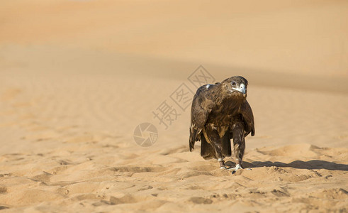 大斑鹰在阿联酋迪拜附近的沙图片