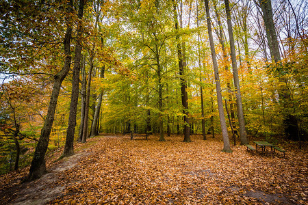 马里兰州怀伊岛的秋色背景图片
