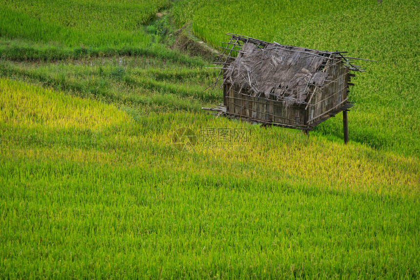 越南沙巴附近的梯田景观图片