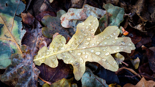 干燥的秋天橡树叶上的水滴图片