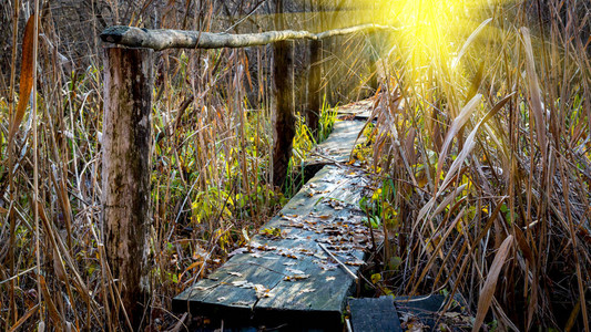 森林小河上的旧木桥图片