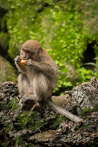 猴子泰国长尾黑猩图片