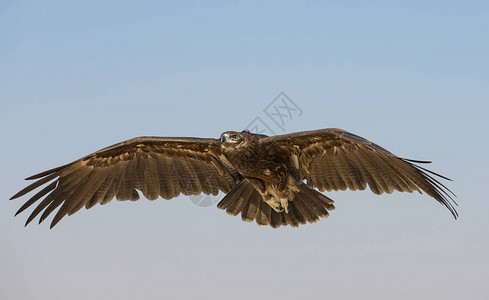 大斑鹰在阿联酋迪拜附图片