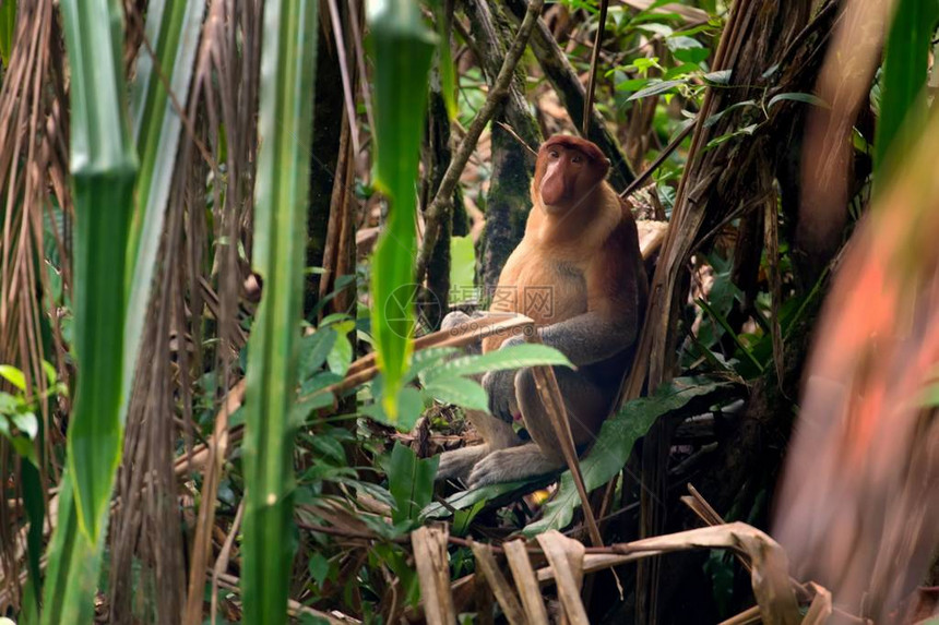 蛋白质猴子坐在地上躲在马来西亚婆图片