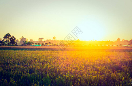 美丽的景色稻田日落图片