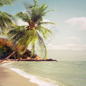 夏季热带沙滩自然背景Vintage和图片