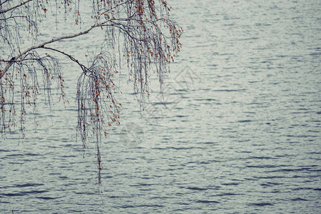 湖岸的戏剧桦树十一月的悲伤和冷漠图片
