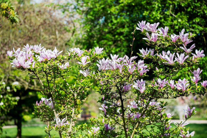 在英国公共英语花园的春天图片