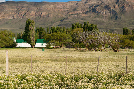 位于埃尔卡拉法特附近的巴塔哥尼亚景观中的黄色花田中的一所房子图片