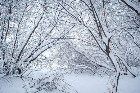 树木覆盖着雪冬天图片