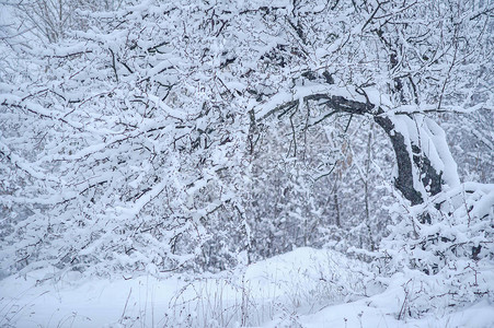 树木覆盖着雪冬天图片