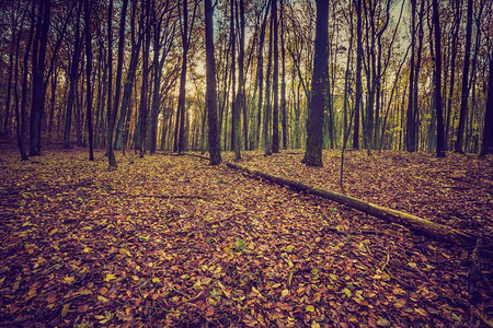 秋天森林风景与古老的情绪过滤器以古老的图片