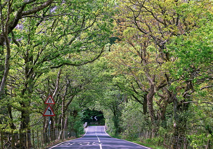 英国北威尔士斯诺登尼亚公园的绿树和灌木隧道斯诺登尼亚是威尔士北部图片