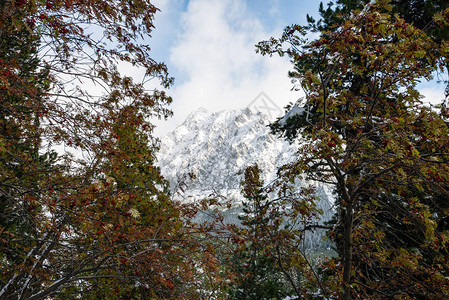 冬天雪中的喀尔巴阡山脉图片