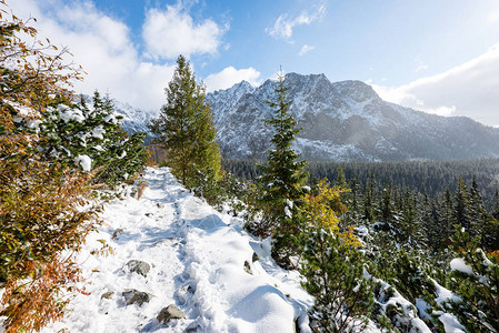 冬天雪中的喀尔巴阡山脉图片