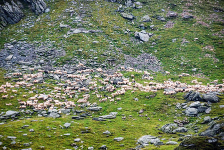 夏季的卡巴山羊罗马尼纳斯洛瓦基亚图片