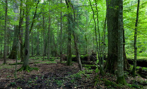波兰欧洲比亚洛维耶亚森林Bialowiea图片