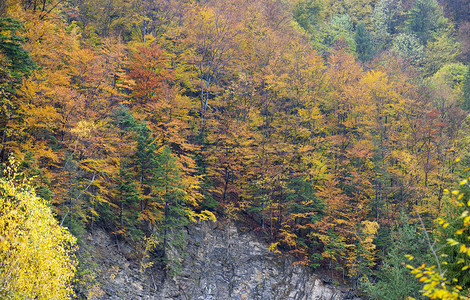 美丽的橙色和红色秋天的森林图片