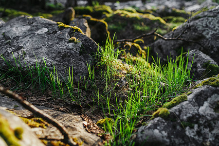 地上有草和石块浅图片