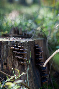 树干上的蘑菇照片森林图片