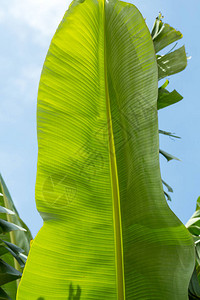 香蕉绿叶在花图片