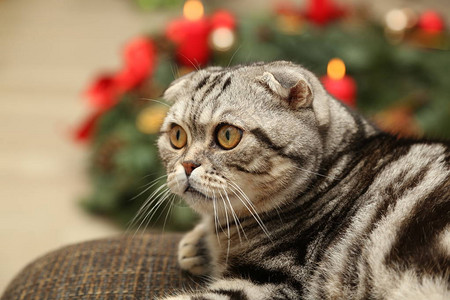 圣诞装饰背景的猫英国短发小猫咪图片