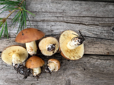 风化木板上的蘑菇和松树枝图片
