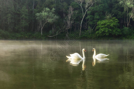 白天鹅在湖中游弋晨雾缭绕图片