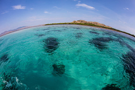健康的珊瑚生长在印度尼西亚四王群岛的地表附近图片