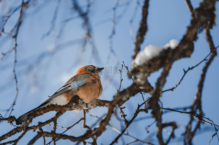 在冬天或春林时坐在树枝上亚欧鸟儿杰加鲁斯图片