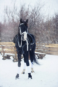 冬天美丽的黑马图片