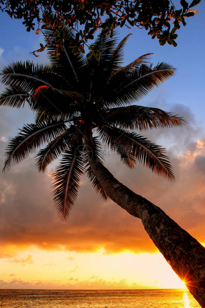 斐济Taveuni岛Lavena村的棕榈树在日出时落叶图片