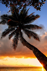 斐济Taveuni岛Lavena村的棕榈树在日出时落叶背景图片