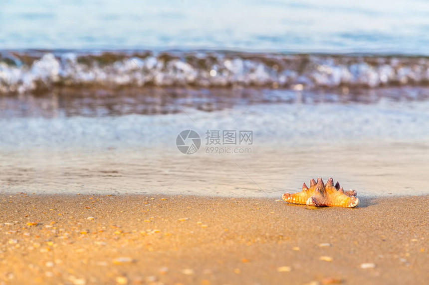 海星躺在沙滩上湿漉的沙滩上图片