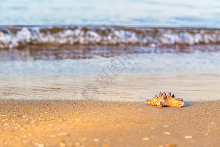 海星躺在沙滩上湿漉的沙滩上图片