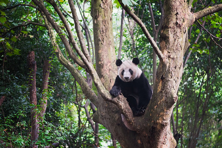 大熊猫坐在树上看着相机成都图片