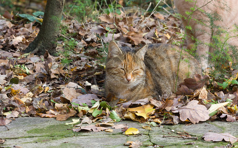 在秋天风景中的落叶中红灰猫另一只猫图片