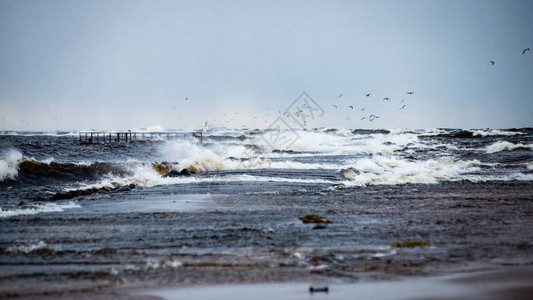 冬天的海面波涛汹涌白浪拍打海鸥图片