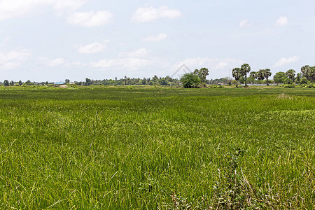 柬埔寨的稻田景色图片