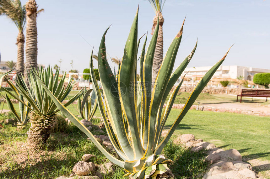 在埃及种植的龙舌兰图片