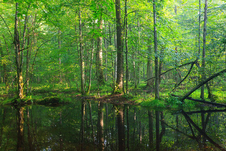 波兰欧洲比亚洛维耶扎森林BialowiezaForest夏季大叶站着图片