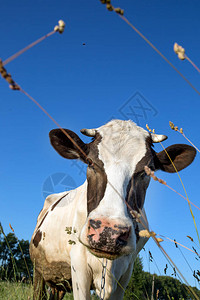 牛在草反对天空图片